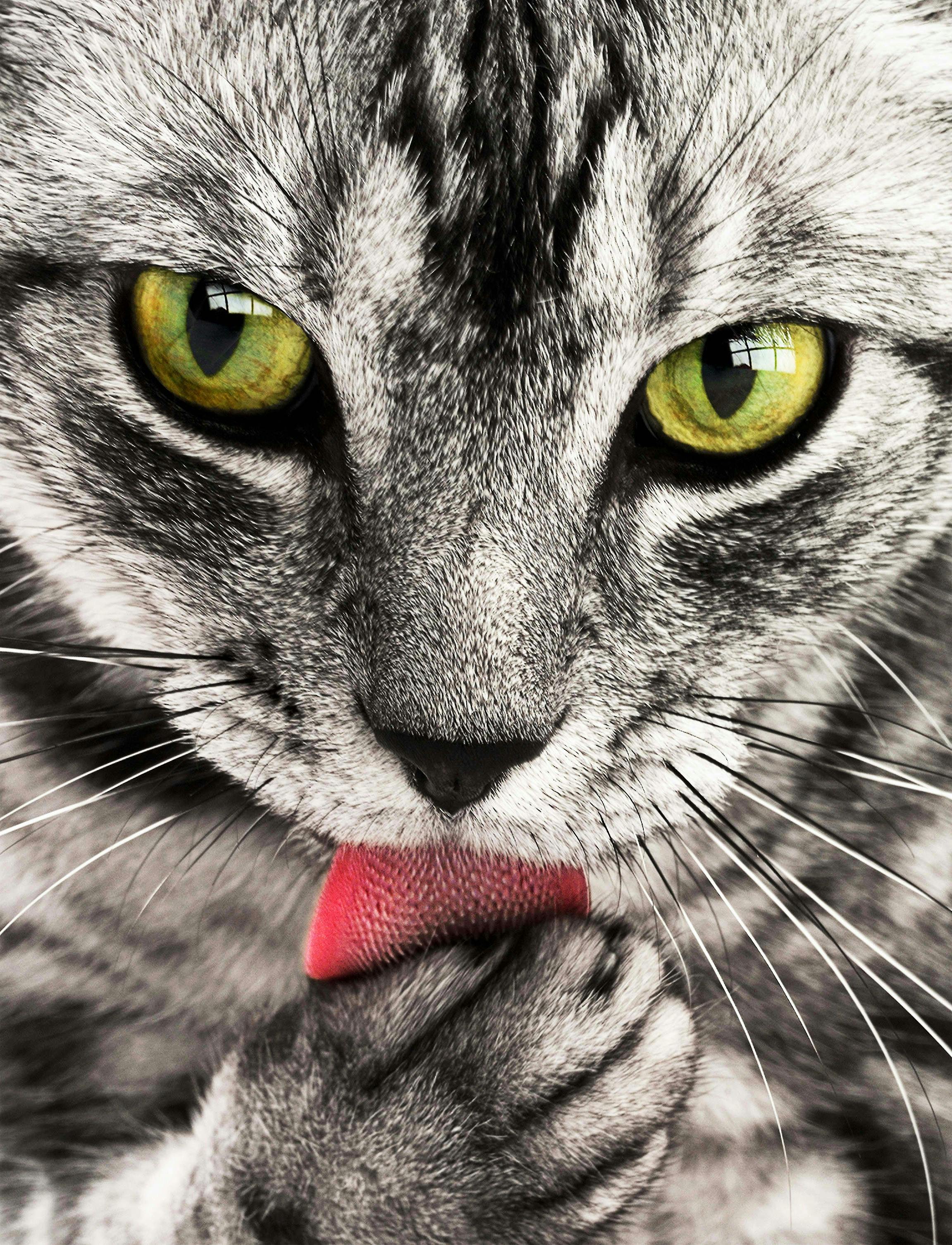 Mascota de cliente