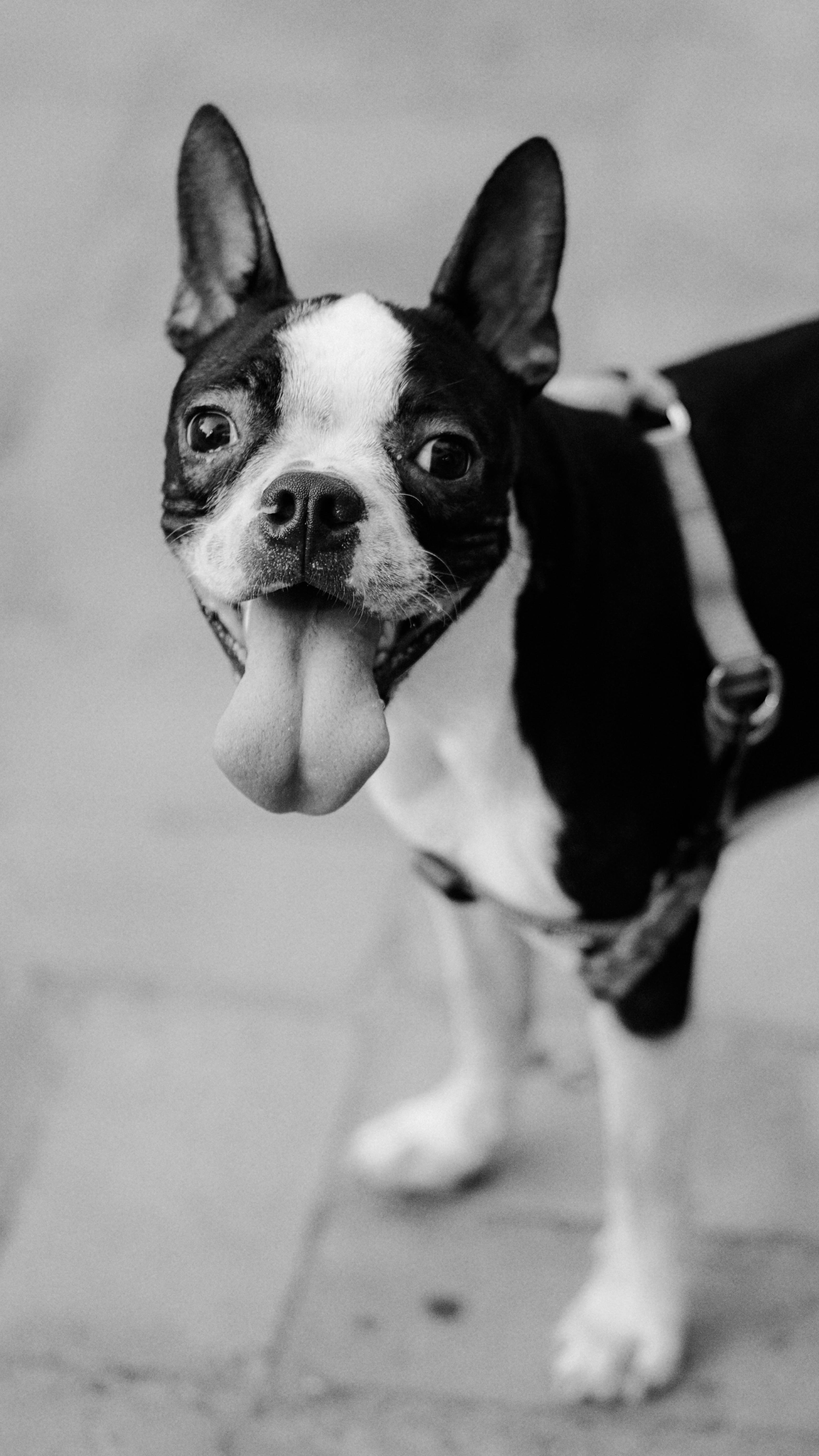 Mascota de cliente